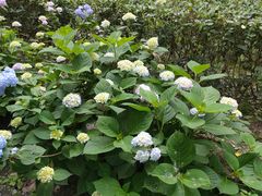 -合肥滨湖国家森林公园