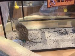-奇幻萌宠部落(映月湖环宇城店)
