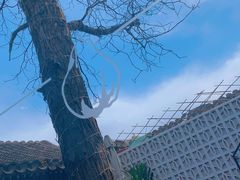-SUSU·苏苏(四合院创始店)