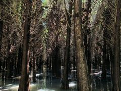 -捞渔河湿地公园