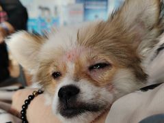 -千城康桥宠物医院·猫科·骨科·心脏