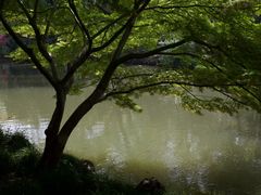 -上海醉白池公园