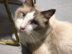 -飞行喵MR PILOT|猫舍·猫咖(静安大融城店)
