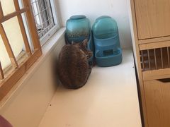 -Let's go狗咖·猫咖·奶狗·桌游(春熙路IFS店)