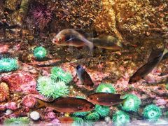 -西雅图水族馆