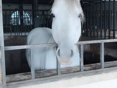 -梦娜斯庄园