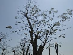 -芒洲湿地公园