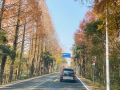 -上海海湾国家森林公园