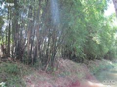 -大湾区中央湿地公园