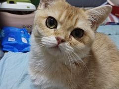 -纳吉亚猫专科动物医院·北北分院