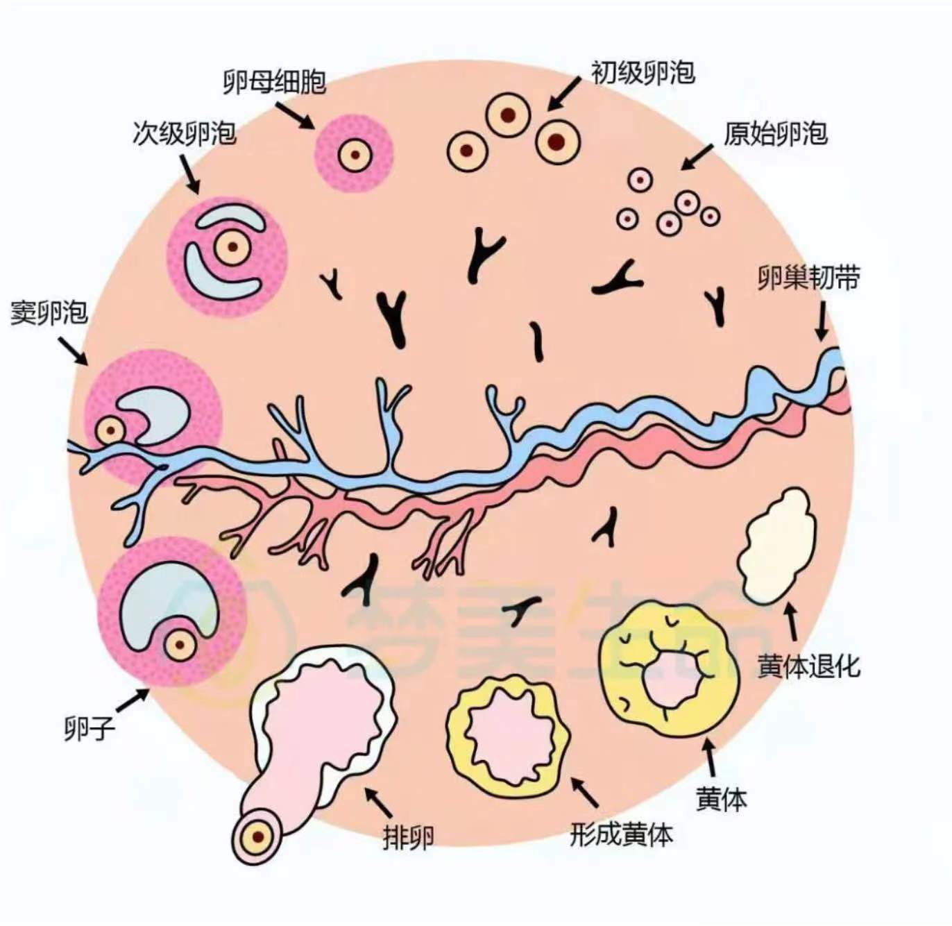 性腺发育不良图片