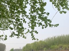 -蒲河岛湿地公园