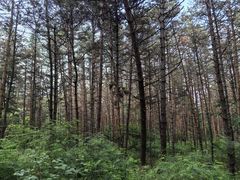 -帽儿山国家森林公园