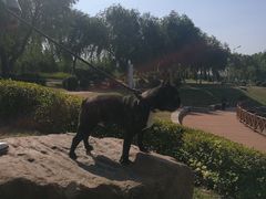 -丁香湖公园
