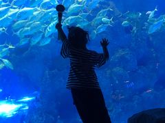 -芜湖新华联大白鲸海洋公园