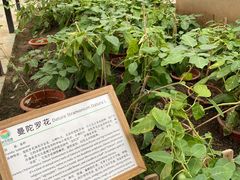 -上海都市菜园