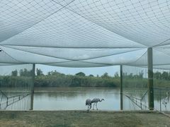 -盐城丹顶鹤湿地生态旅游区