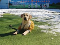 -宠物寄养训练学校