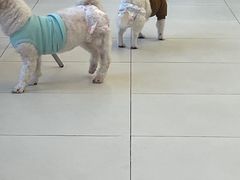 -怪兽屋·羊驼·猫咖·狗咖(俊华广场店)