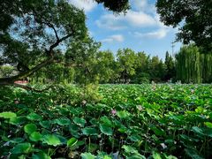 -莲池书院博物馆