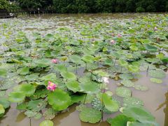 -大湾区中央湿地公园