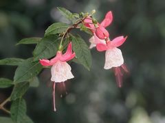 -新加坡植物园