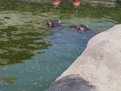 -大连森林动物园