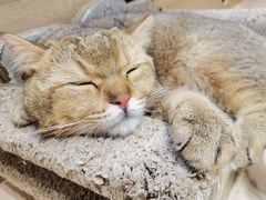 -Umiao与猫咖啡 猫咖