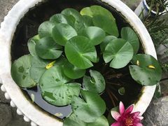 -兴福老面馆(寺路街店)