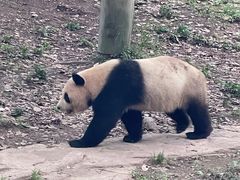 -都江堰中华大熊猫苑