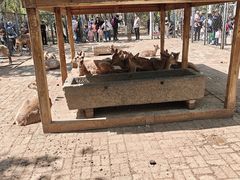 -长白岛森林公园