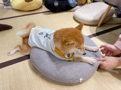 -逗柴咖啡屋·狗咖猫咖宠物桌游