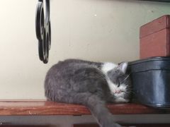 -猫咪博物馆(顶澳仔猫街店)