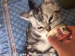 -纳吉亚猫专科动物诊疗中心(蒋宅口分院)