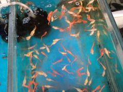 -清平路水族市场
