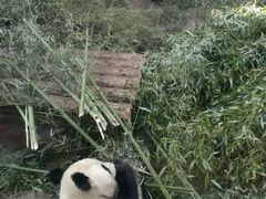 熊猫-北京动物园