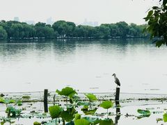 -郭庄茶室