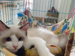 -喵zoo家庭繁育猫舍(尖东智能花园店)