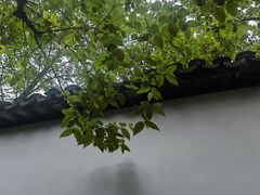 -上海醉白池公园