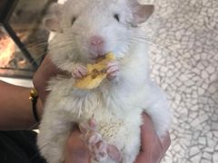 -momokira米努特·德文卷毛猫·棉花面纱犬