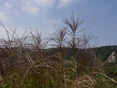 -长广溪湿地公园