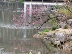 -杭州植物园