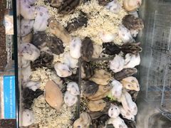 -双季花艺园艺市场(浦东店)