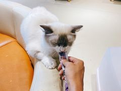 -藏猫猫咖啡主题馆(中央大道店)