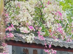 -深圳国际园林花卉博览园