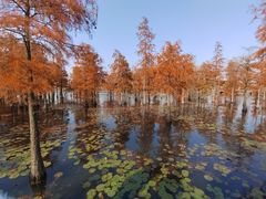 -池杉湖湿地公园