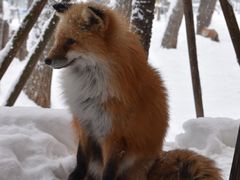 -宫城藏王狐狸村