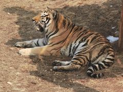 -西霞口神雕山野生动物世界
