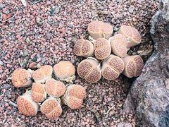 -南通洲际绿博园