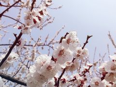 -秀丽东方